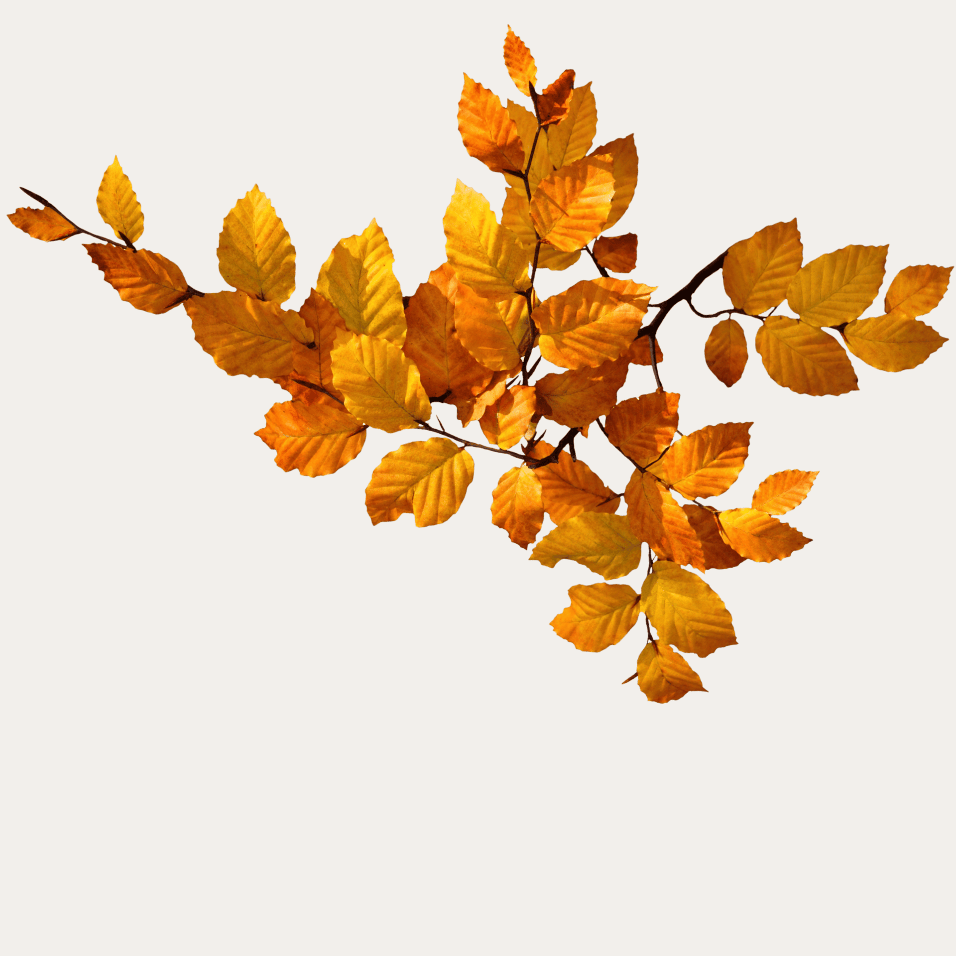 Buchenzweig in Herbstfarben
