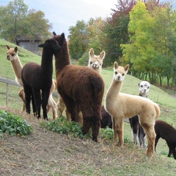 Alpaka-Duvet Alpaka-Duvet