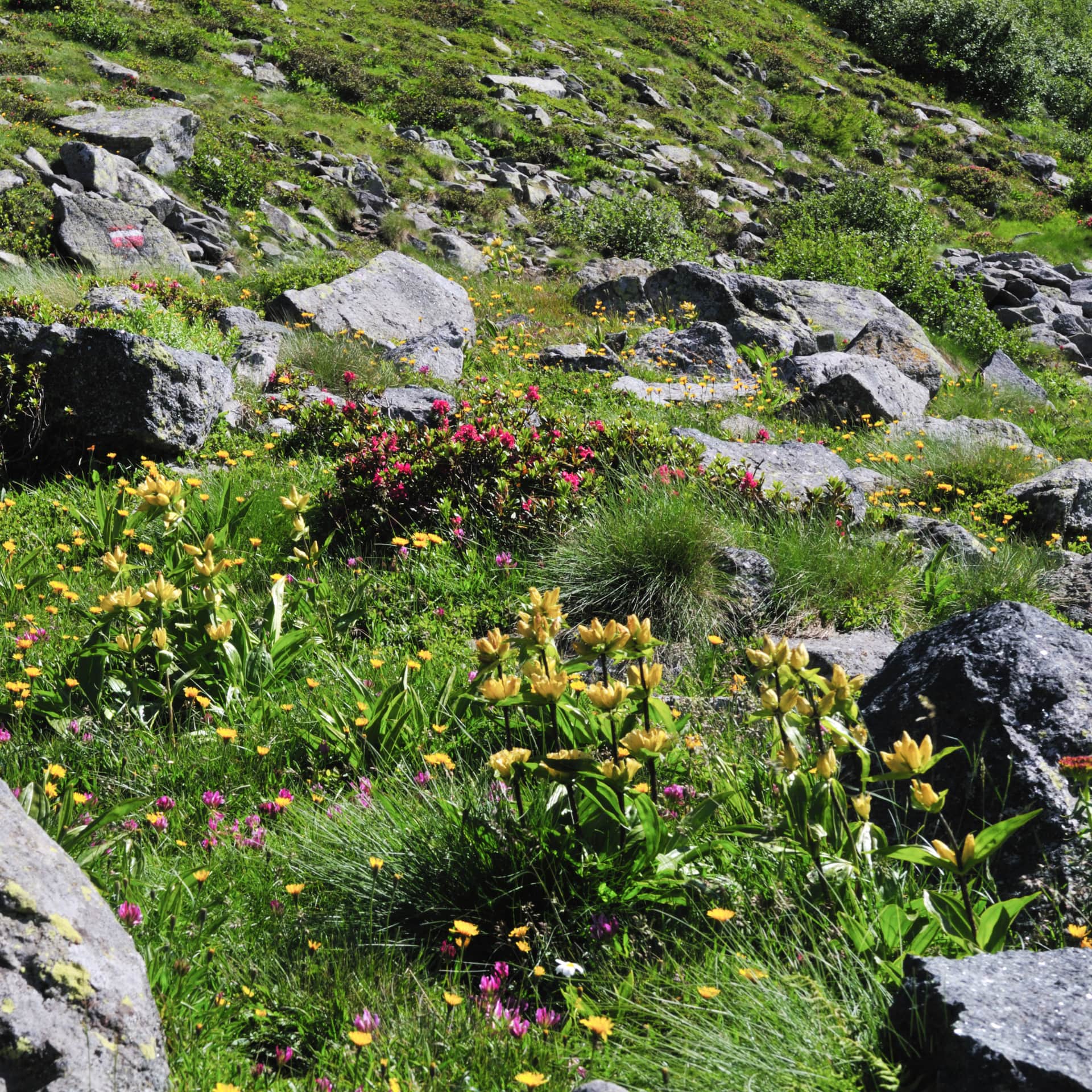 gelber-enzian_alpenrosen_alpenflora_shutterstock_38868088-min gelber-enzian_alpenrosen_alpenflora