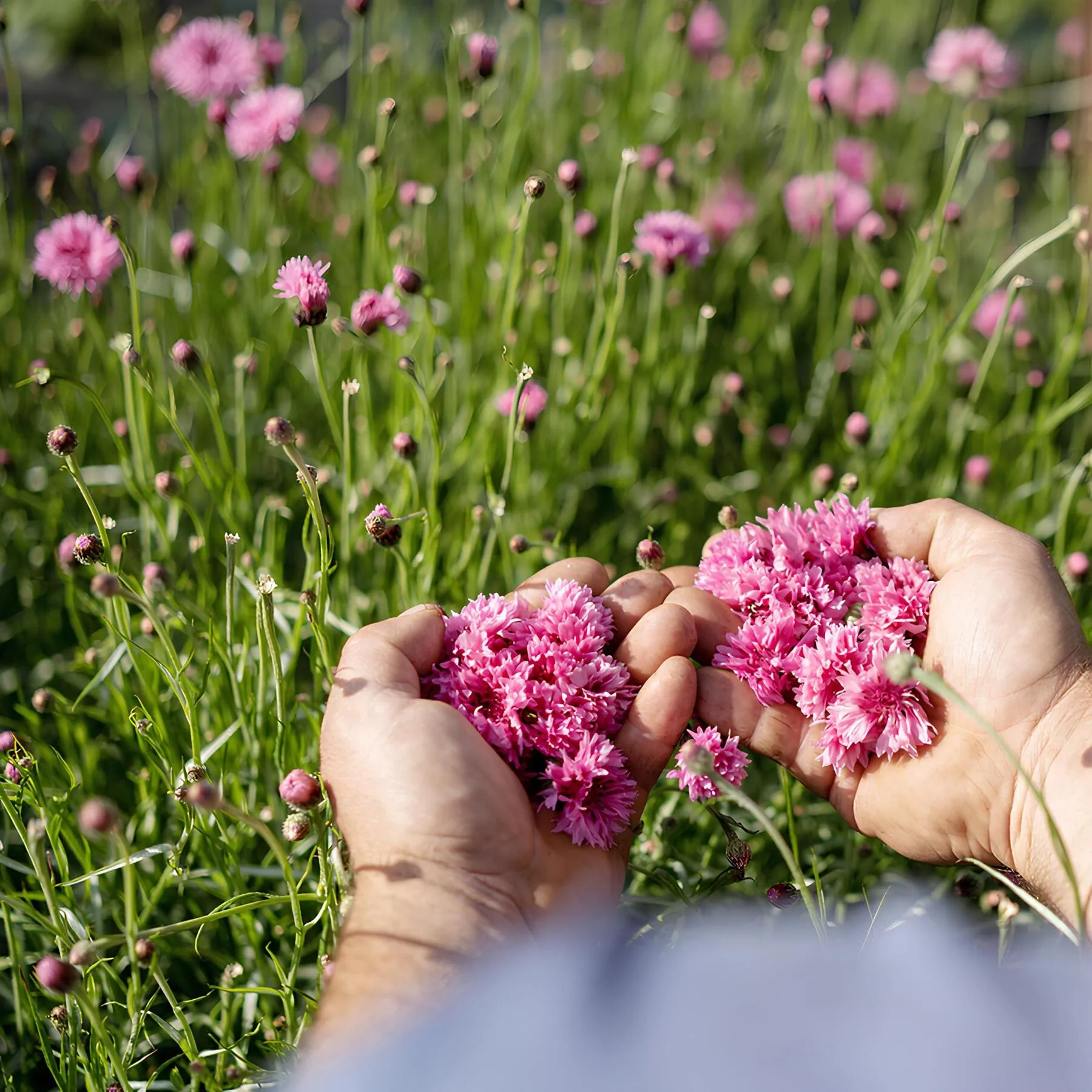 alpenkrauetertee-bio_swissalpineherbs_alpenfeuer_kornblumen