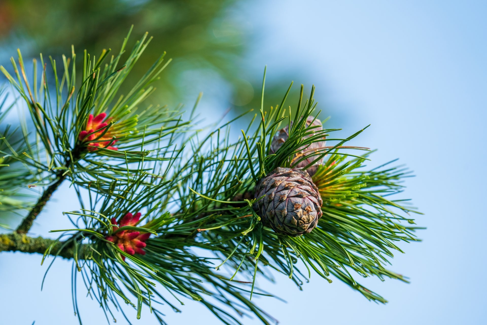 Arvezapfen und -bluete_shutterstock