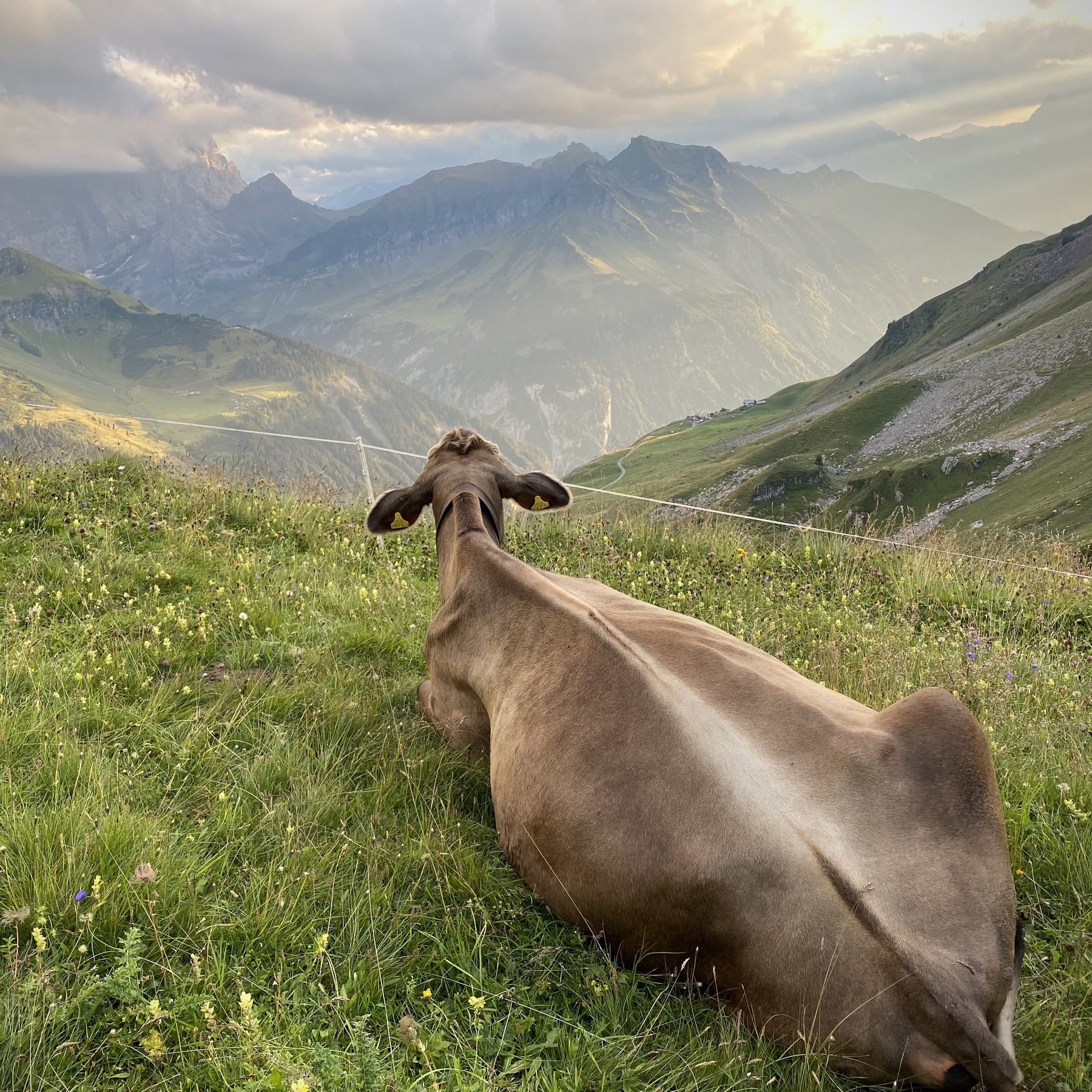 Kuh auf Alp - Alpen-Shop
