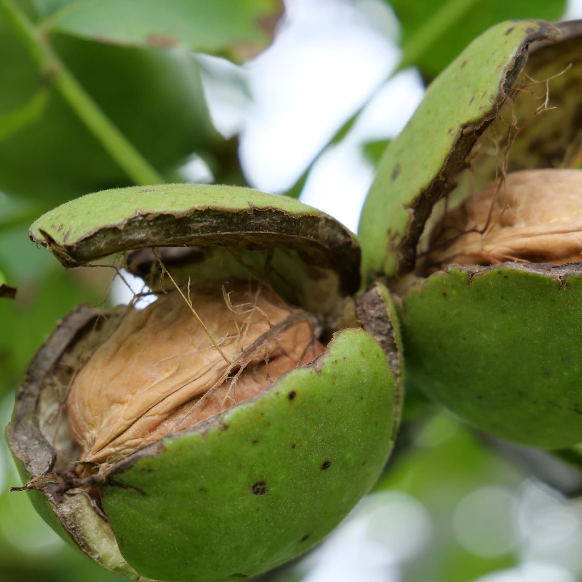 swiss-nuss-baumnuss-ernte-2024-09