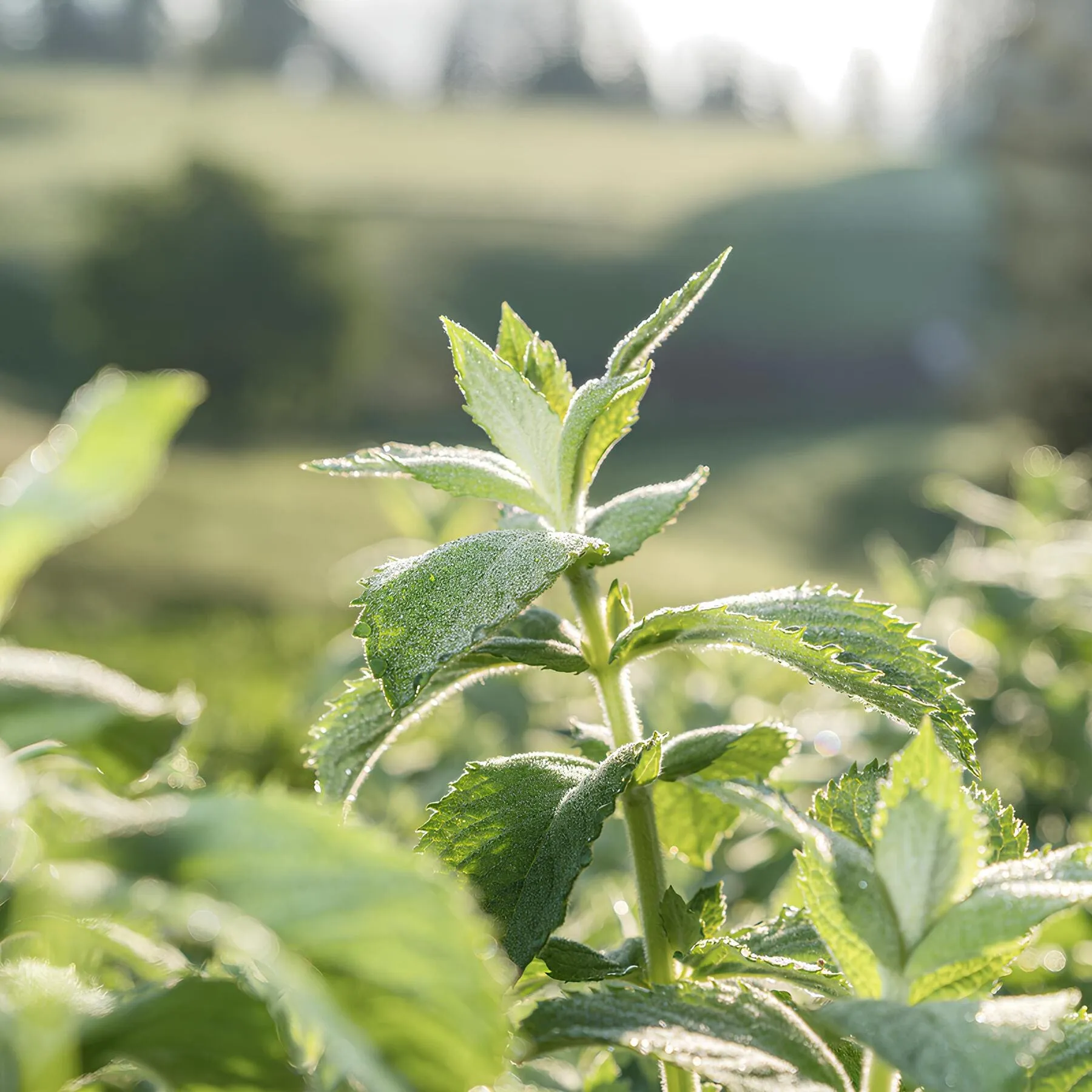 alpenkrauetertee-bio_swissalpineherbs_alpenbrise_Minze