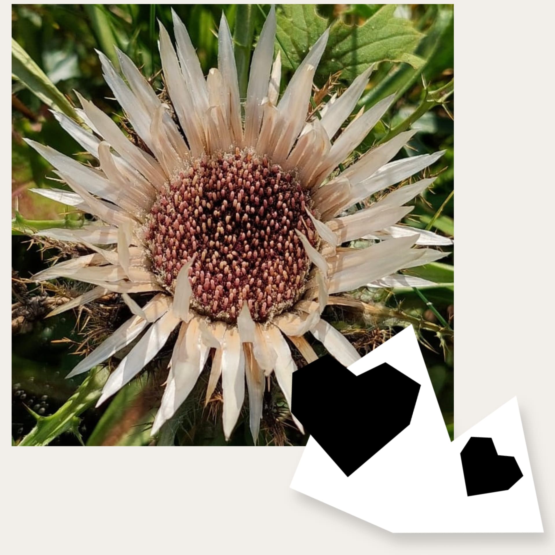 Silberdistel_Uri_C-Vreni-Mueller