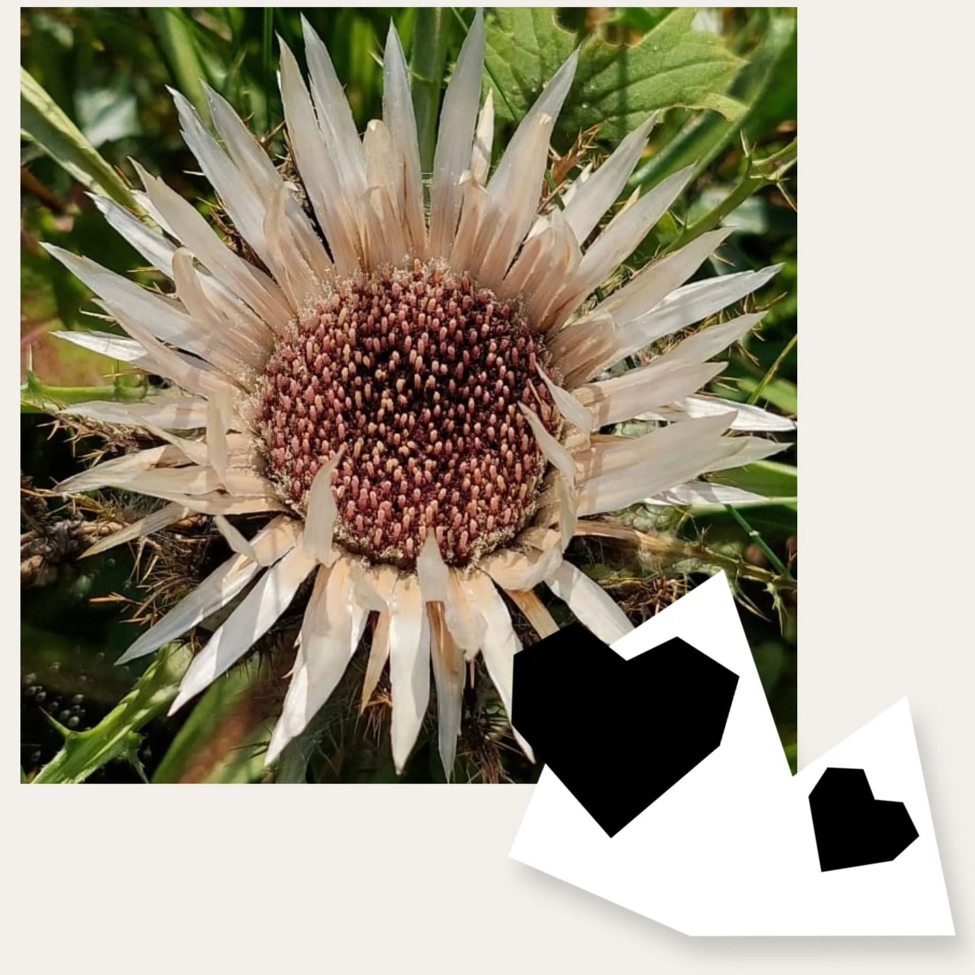 Silberdistel_Uri_C-Vreni-Mueller