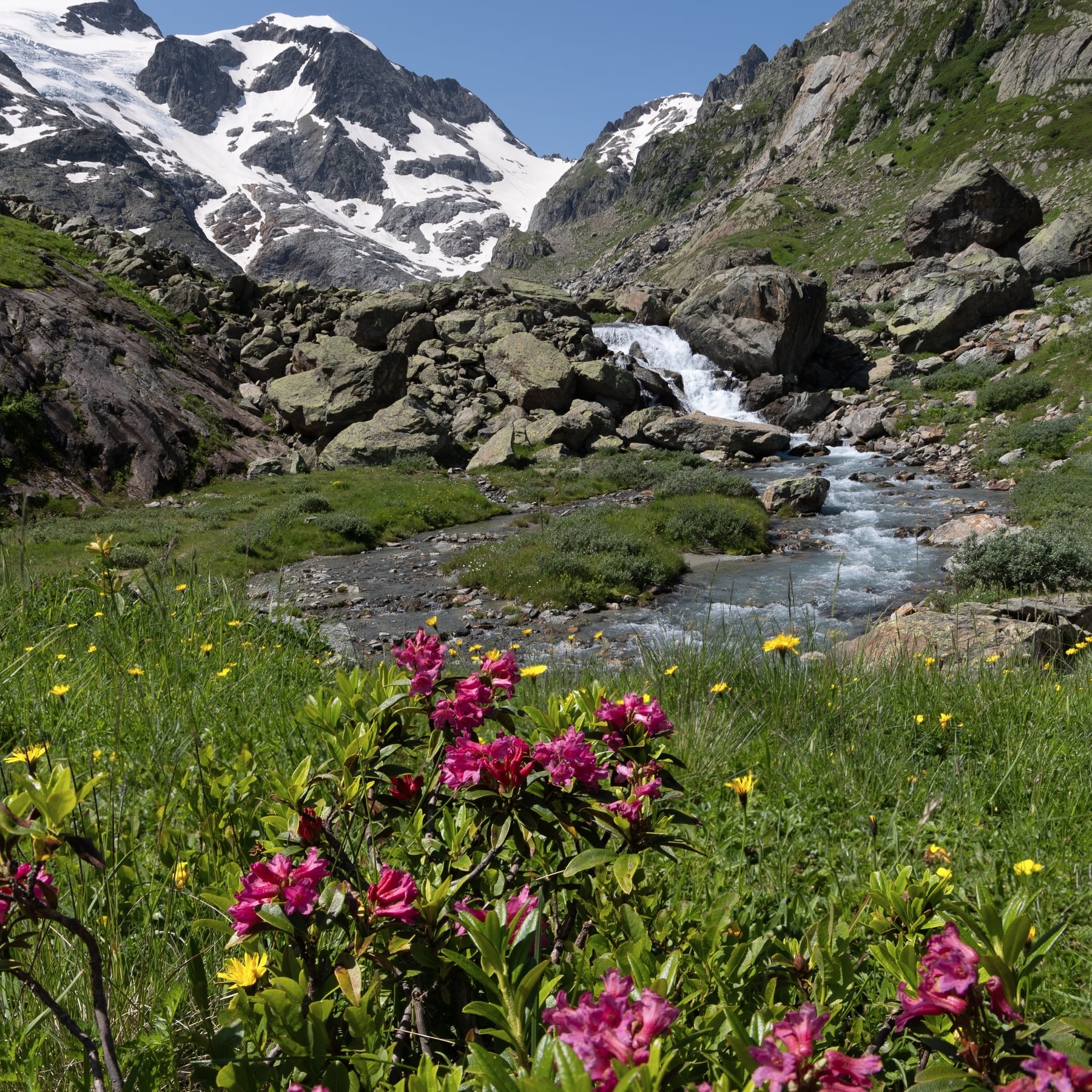 Alpenkräuter Hand- und Fusscreme
