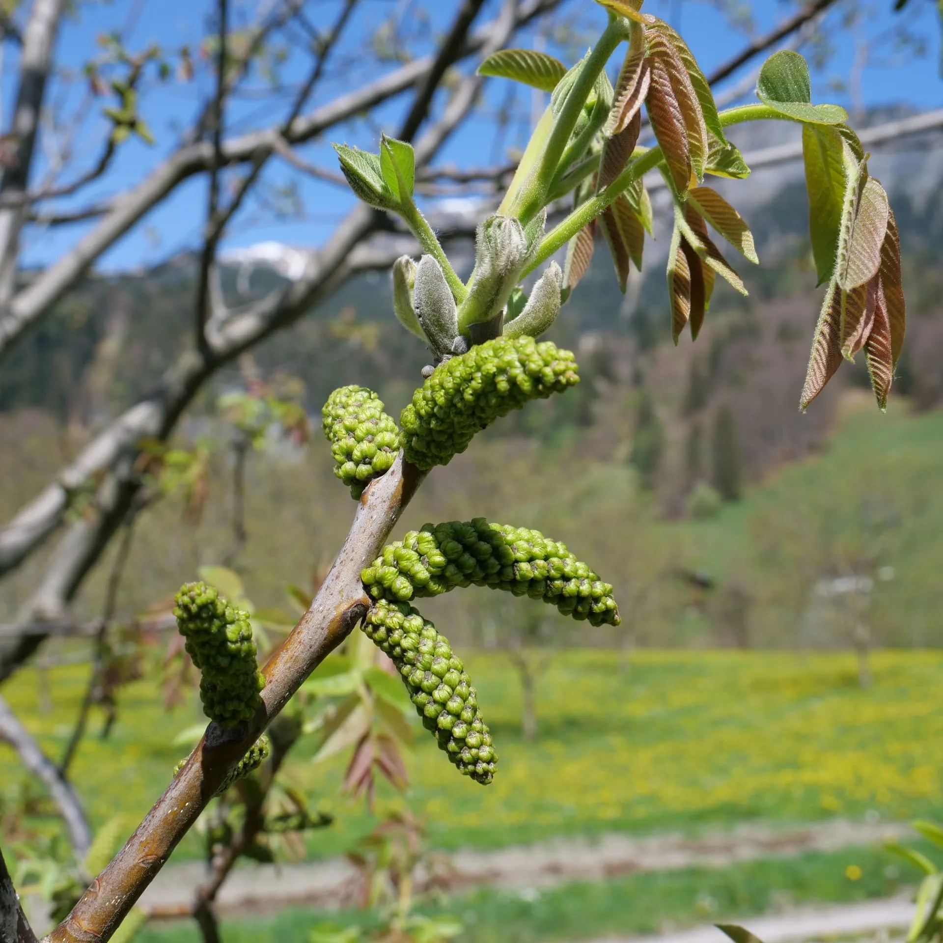 swiss-nuss-bluete-005