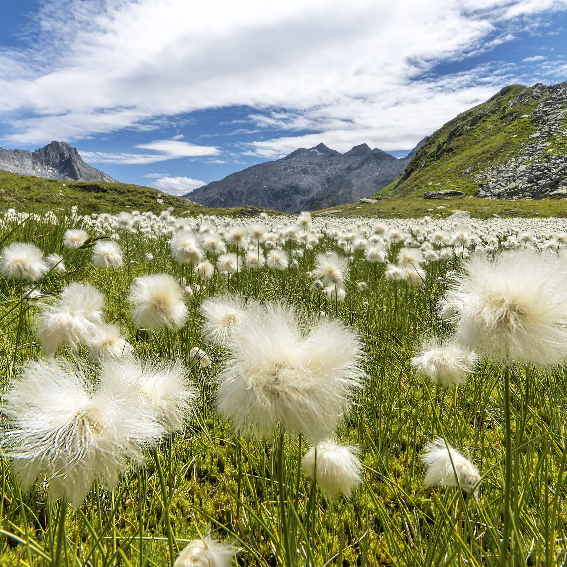 wollgras_gotthard-lucendro_Kurt-Baumann