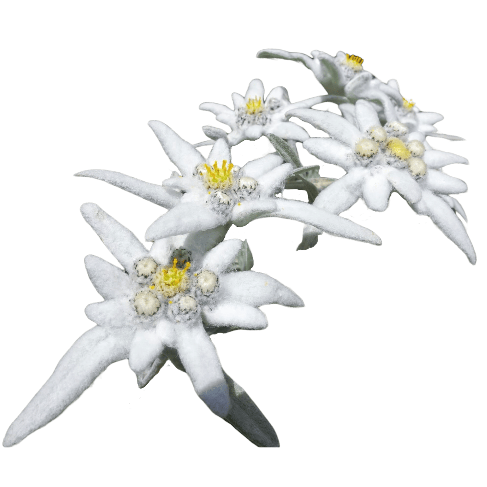 Edelweiss Alpen-Shop