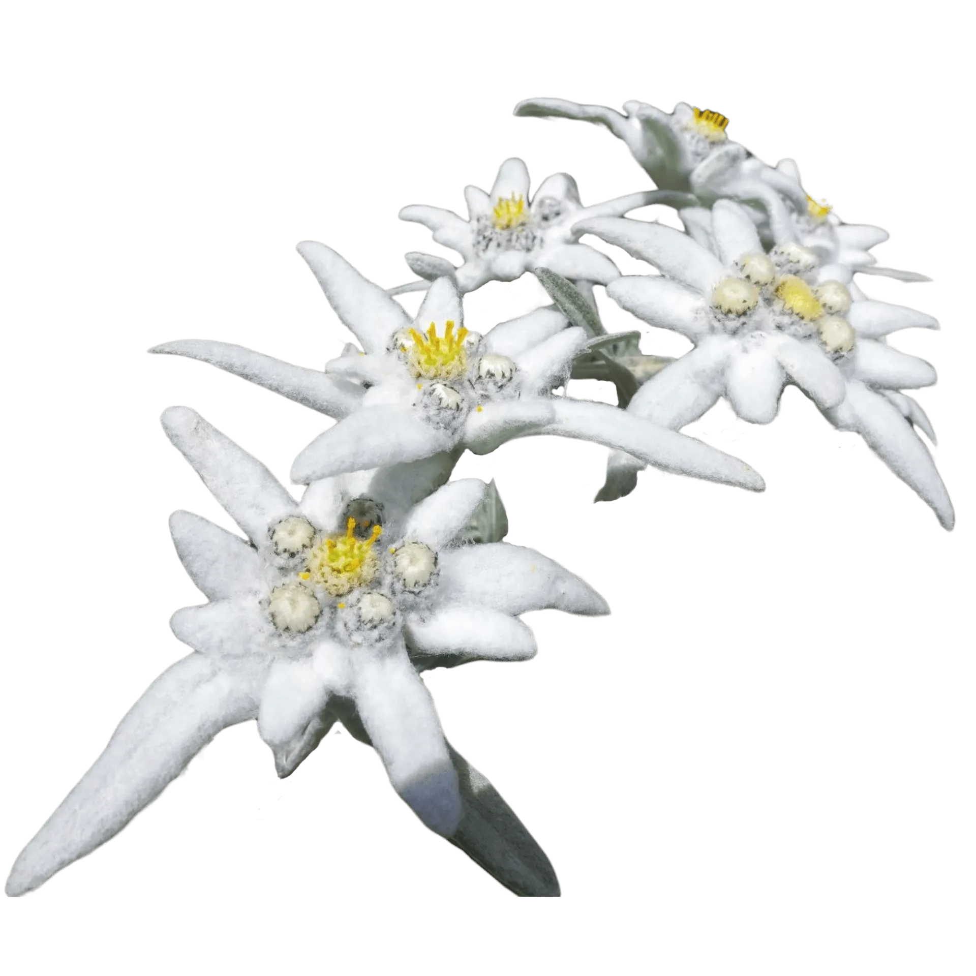 Edelweiss Alpen-Shop